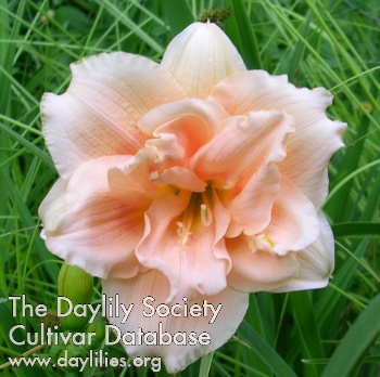 Daylily Voyager Angeline